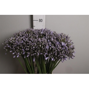 Agap Light Blue