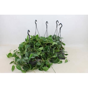 MONSTERA SILTEPECANA