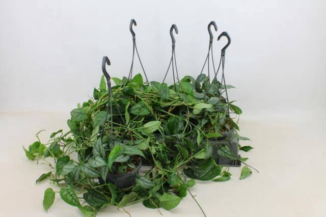 <h4>MONSTERA SILTEPECANA</h4>