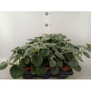 Peperomia
