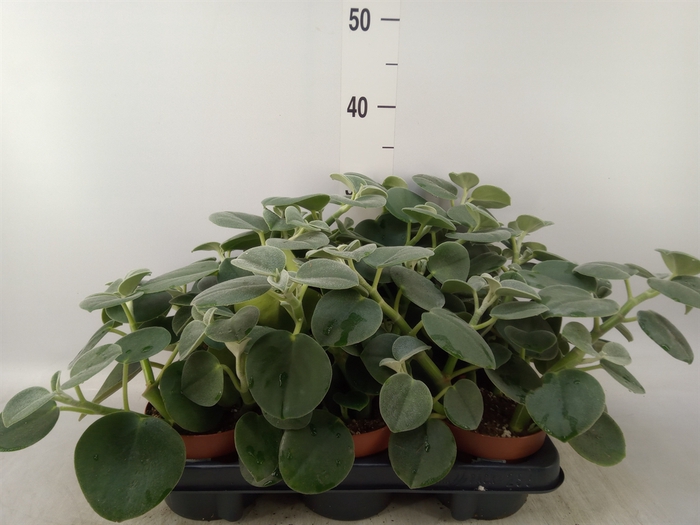 <h4>Peperomia</h4>