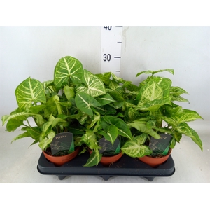 Syngonium  'Arrow'