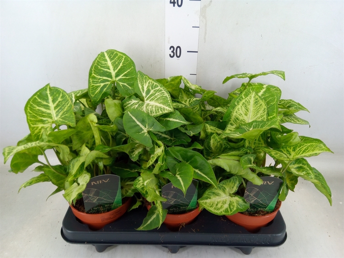 <h4>Syngonium  'Arrow'</h4>