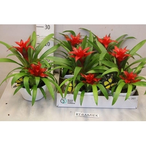 ARR BROMELIA