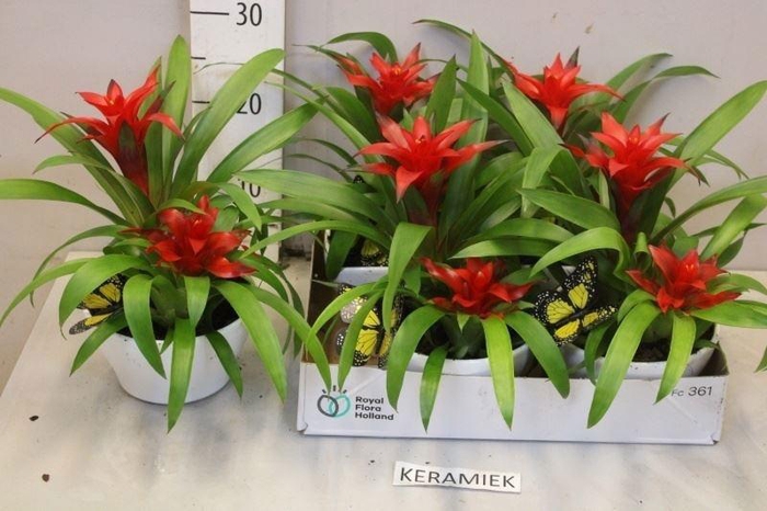 <h4>ARR BROMELIA</h4>