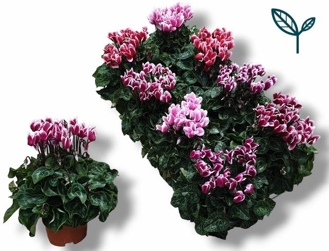 <h4>CYCL KL METIS FANTAS</h4>