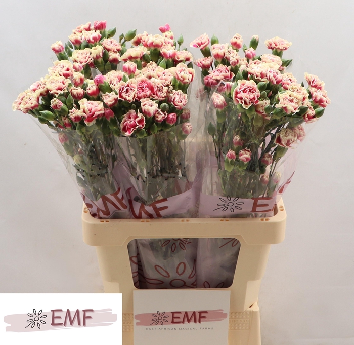 <h4>DI TR SPRING+</h4>