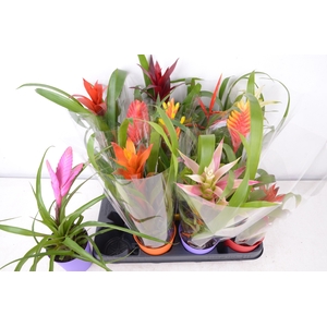 BROMELIA GEM 8 SRT