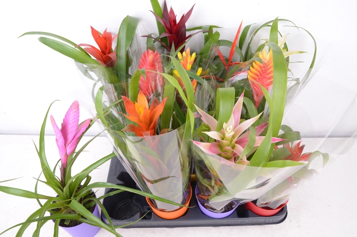 <h4>BROMELIA GEM 8 SRT</h4>