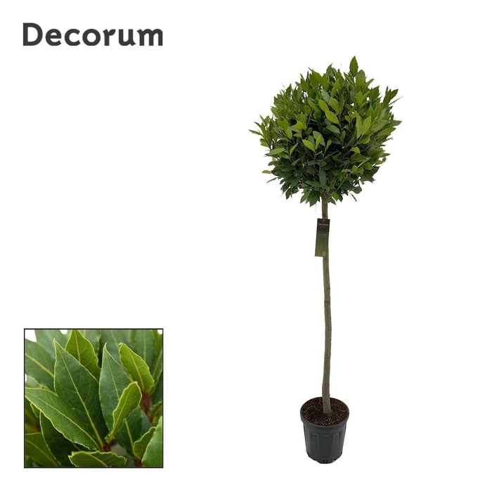 <h4>Laurus nobilis Bol op stam</h4>