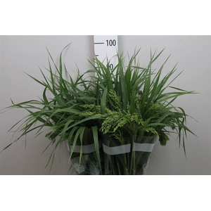 Panic Mi Umbrella Green