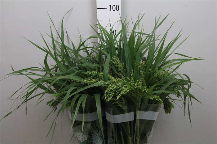 <h4>Panic Mi Umbrella Green</h4>