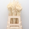 Dried Phalaris Bleached White