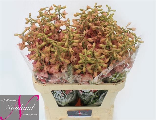 <h4>Delph Pink Sensation Nouweland</h4>