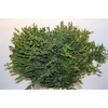 Euca Parvifolia 400gr P Bunch