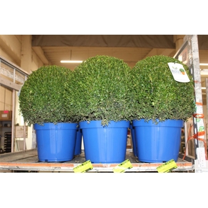 Buxus Semp Bol 45cm Jeans Of Garden