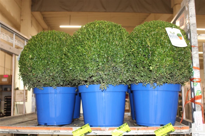 <h4>Buxus Semp Bol 45cm Jeans Of Garden</h4>