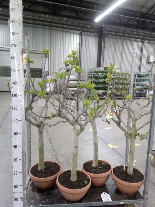 <h4>Ficus carica</h4>