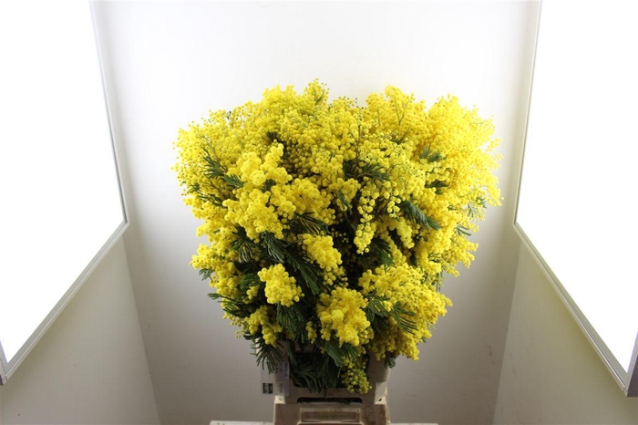 <h4>Mimosa Long P Stem</h4>