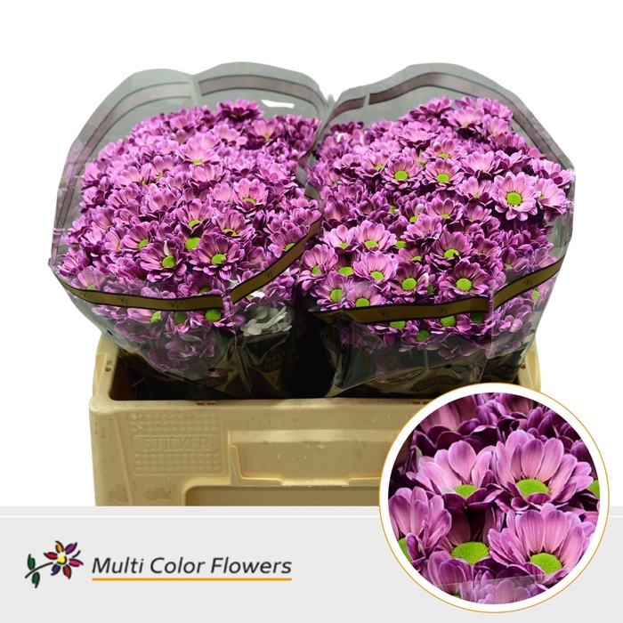 <h4>Chrysanthemum SA 'Bowie'  .color H%</h4>