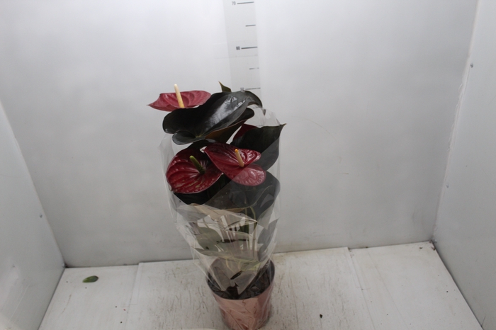 <h4>ANTHURIUM DELICATA P17</h4>