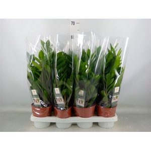 Zamioculcas zamiifolia