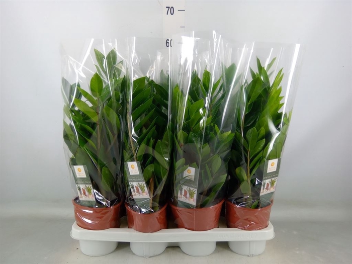 <h4>Zamioculcas zamiifolia</h4>