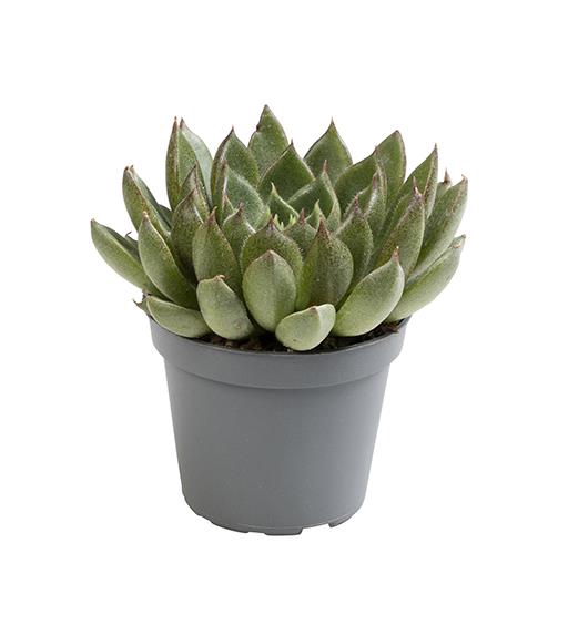 <h4>ECHEVERIA-HYBRID P6 VICTORIA</h4>