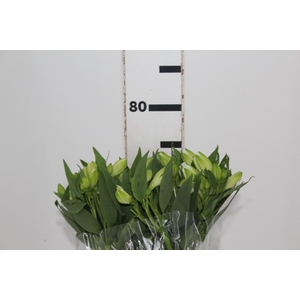 ALSTROEMERIA MISTRAL 080 CM