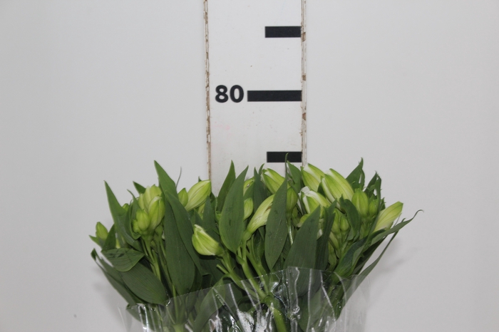 <h4>ALSTROEMERIA MISTRAL 080 CM</h4>