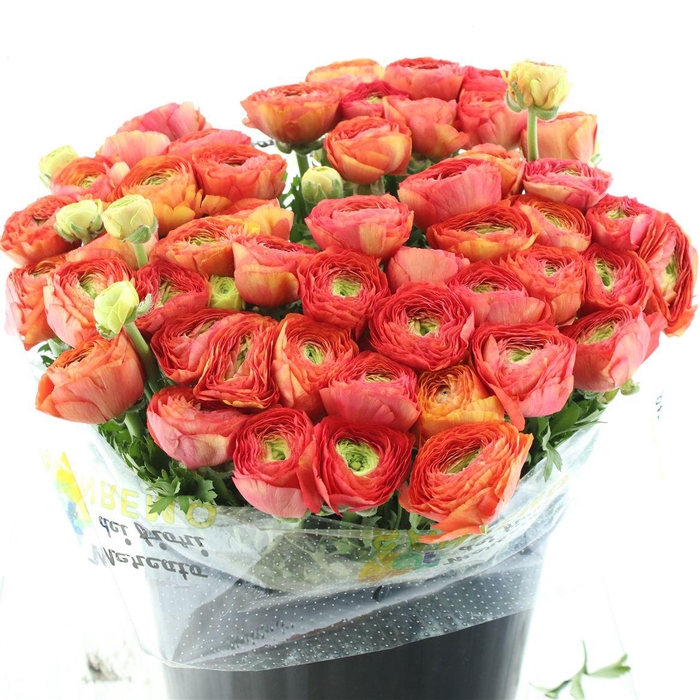 <h4>Ran Su Sr Fragolino Super</h4>