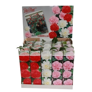 Camellia jap. mix