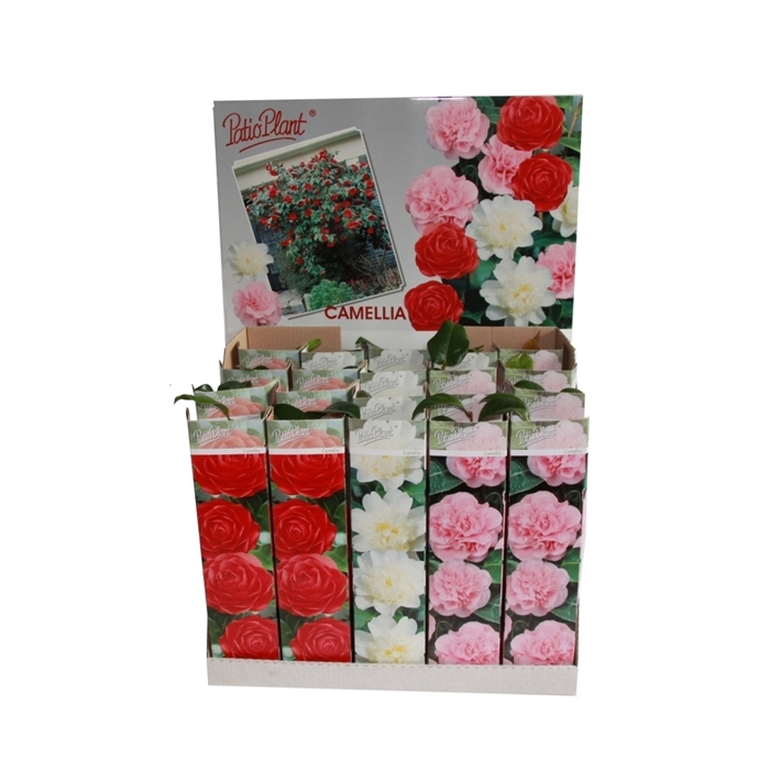 <h4>Camellia jap. mix</h4>