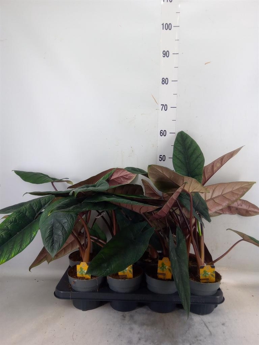 <h4>Alocasia scalprum</h4>