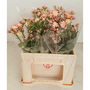 KAL TAFFY PIN MEADOW