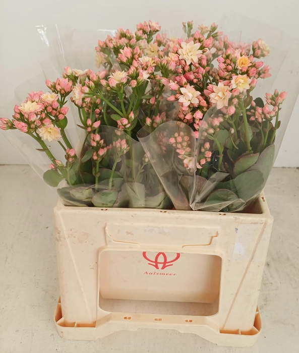 <h4>KAL TAFFY PIN MEADOW</h4>