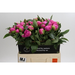 Paeonia Monsieur Jules Elie