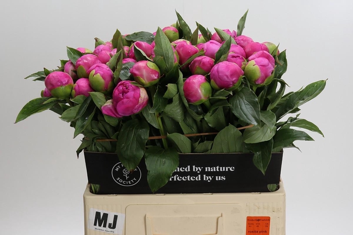 <h4>Paeonia Monsieur Jules Elie</h4>