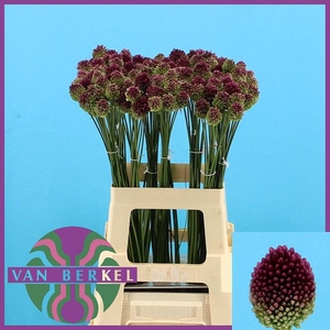 ALLIUM SPHAEROCEPHAL