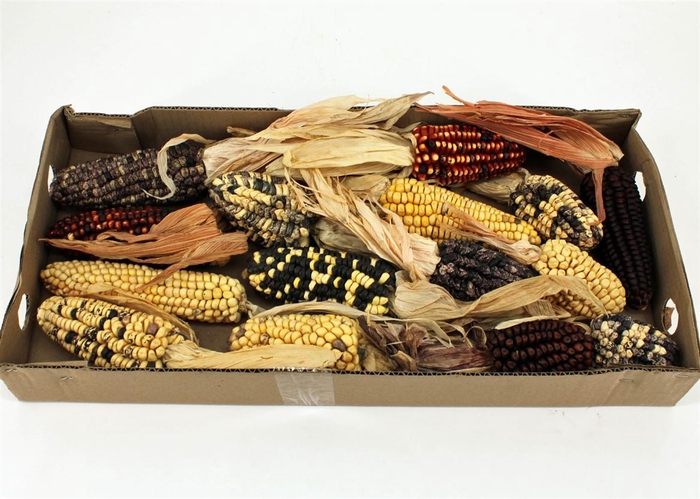 <h4>Zea Mays Extra Large Mix</h4>