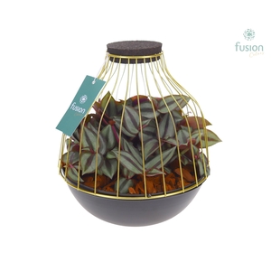 Vogelkooi metaal goudzwart Large met Tradescantia