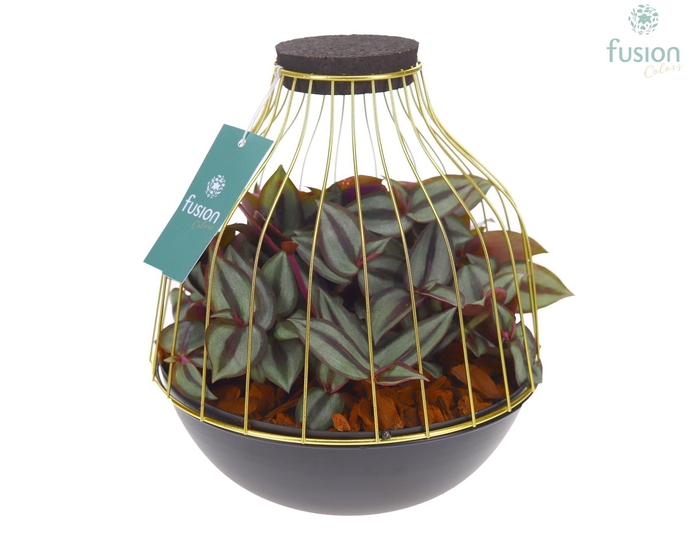 <h4>Vogelkooi metaal goudzwart Large met Tradescantia</h4>