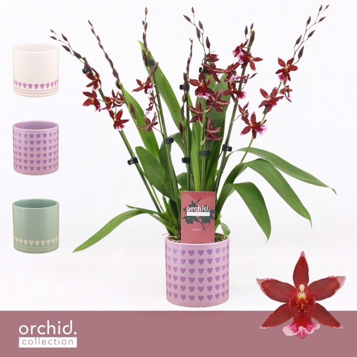 <h4>Barrocco Red, 7+ spike Compact in Horizon Love 'Orchid Collection'</h4>