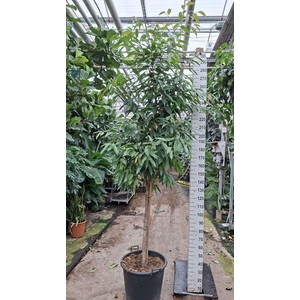 Ficus Amstel King