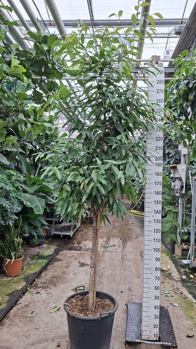 <h4>Ficus Amstel King</h4>