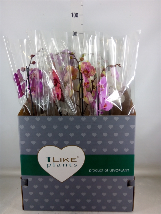 <h4>Phalaenopsis   ...mix</h4>
