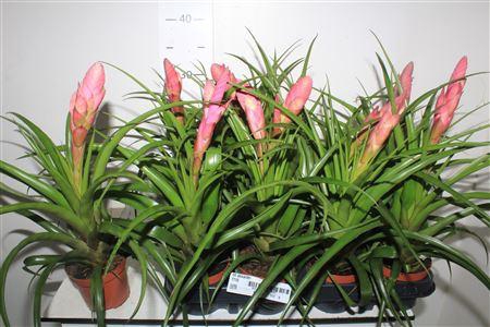 <h4>Till Alexander</h4>