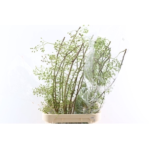 Rosa Corallo 110cm Ptk