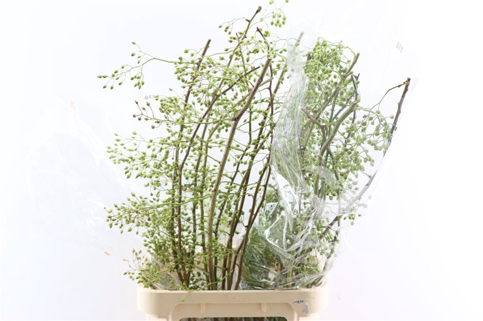 <h4>Rosa Corallo 110cm Ptk</h4>