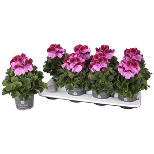 Pelargonium Pelargonium Grandifloru